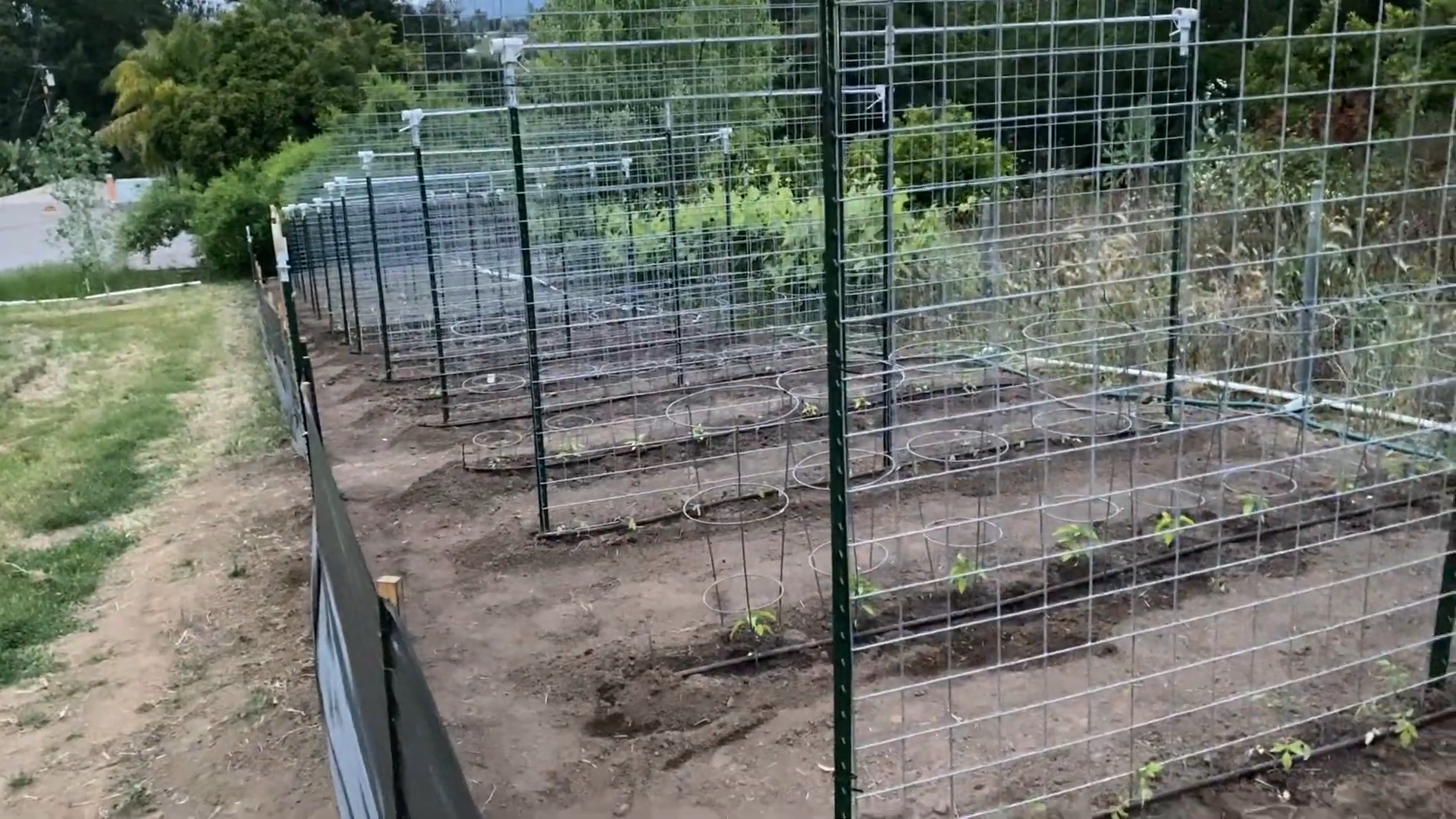 Garden Update! – 5.14.2024