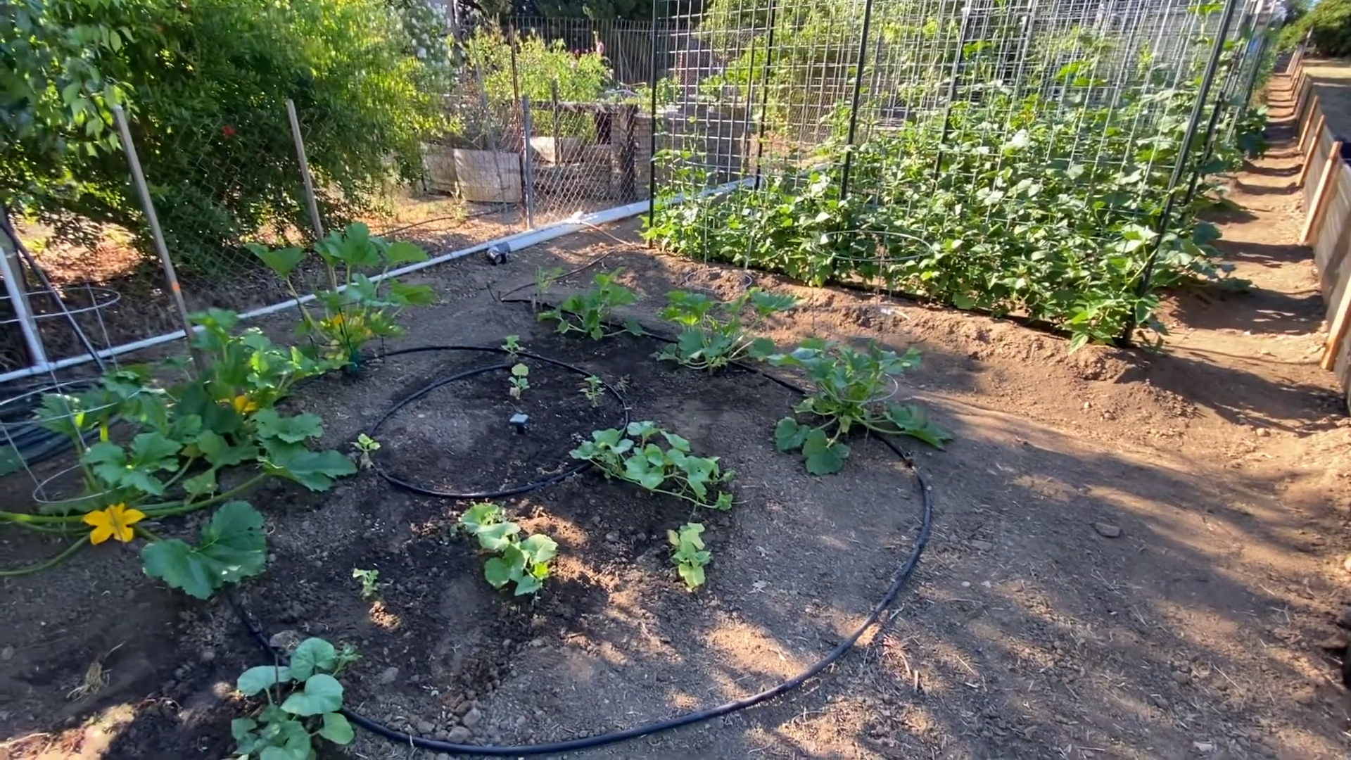 Garden Update! – 7.1.2024